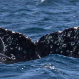 Fluke of HW-MN0524083