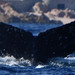Fluke of HW-MN0524097
