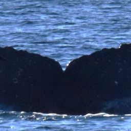 Fluke of HW-MN0524098