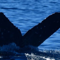Fluke of CRC-22523