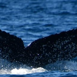Fluke of CRC-22524