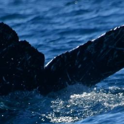 Fluke of HW-MN0524112