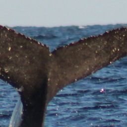 Fluke of HW-MN0524113