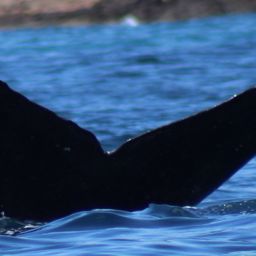 Fluke of HW-MN0524119