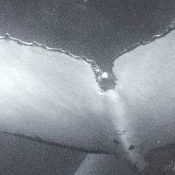 Fluke of Lenanina