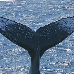 Fluke of ECWWC-BB14033
