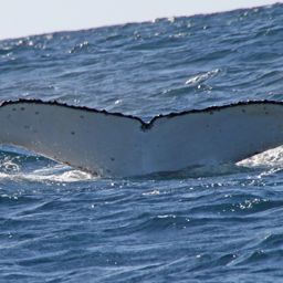 Fluke of ECWWC-BB12003