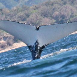 Fluke of ECWWC-BB09075