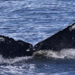 Fluke of HIHWNMS-2024-3-12_G01A07
