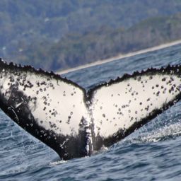 Fluke of ECWWC-BB13038