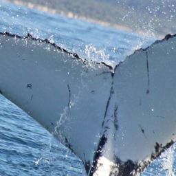 Fluke of ECWWC-BB13034