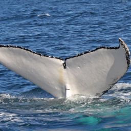 Fluke of ECWWC-BB13036