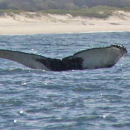 Fluke of LOSTRIS