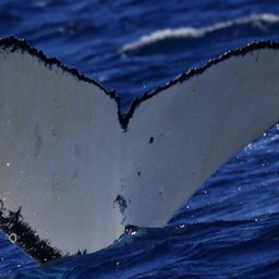 Fluke of ECWWC-BB13129