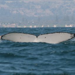 Fluke of ECWWC-BB08038