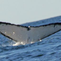 Fluke of ECWWC-BB13013