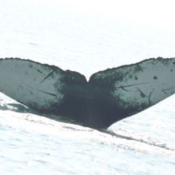 Fluke of CRC-23271