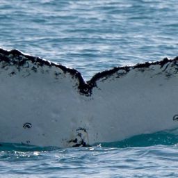 Fluke of ECWWC-BB13119