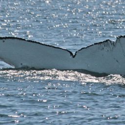 Fluke of ECWWC-BB08045