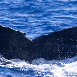 Fluke of HIHWNMS-2024-3-17_G01A02