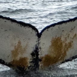 Fluke of HW-MN1305970