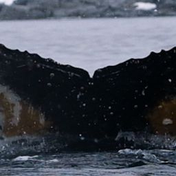 Fluke of HW-MN1305972