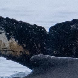 Fluke of HW-MN1305973