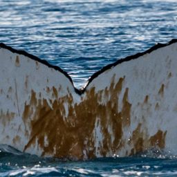 Fluke of HW-MN1305977