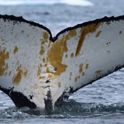 Fluke of HW-MN1305979