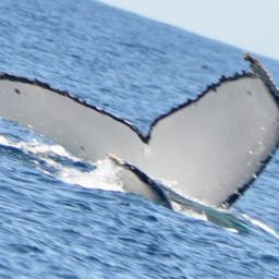 Fluke of ECWWC-BB11098