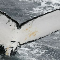 Fluke of HW-MN1305983
