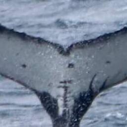 Fluke of 努努
