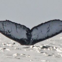 Fluke of ECWWC-BB11027
