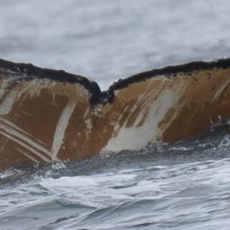 Fluke of HW-MN1306048