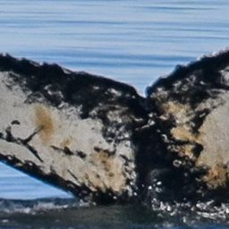Fluke of HW-MN1306066
