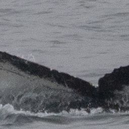 Fluke of HW-MN1306075
