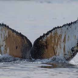 Fluke of HW-MN1306085