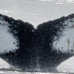 Fluke of HW-MN1306097