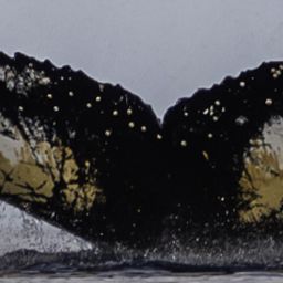 Fluke of HW-MN1306108