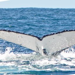 Fluke of ECWWC-BB11067