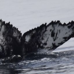 Fluke of HW-MN1306120