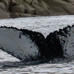 Fluke of HW-MN1306135