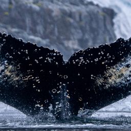 Fluke of HW-MN1306144
