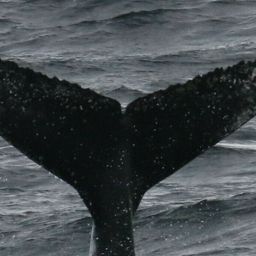 Fluke of HW-MN1306168