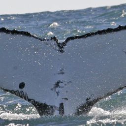 Fluke of ECWWC-BB11056