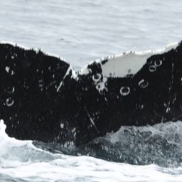 Fluke of HW-MN1306185
