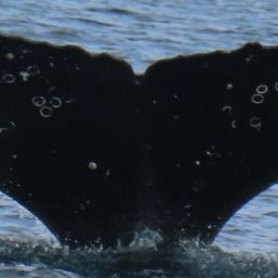 Fluke of HW-MN1306188