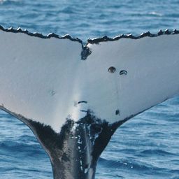 Fluke of HNC310