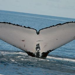 Fluke of ECWWC-BB12079