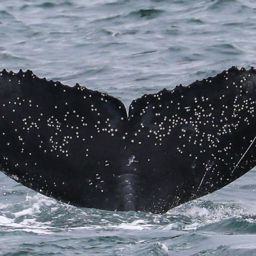 Fluke of CRC-20448
